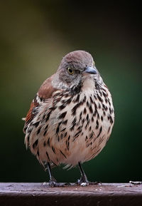 A plump brown thrasher lands on the deck