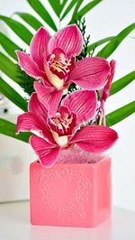 Close-up of pink flowers