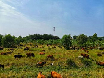 View of sheep on grassy field against sky