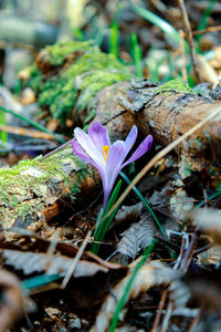 Close-up of purple crocus flowers on field
