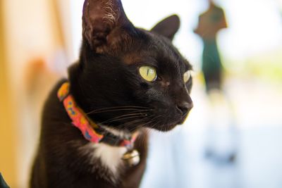 Close-up of a black cat looking away