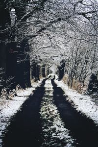 Road amidst bare trees
