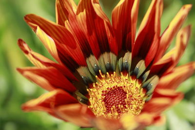 Close-up of red flower