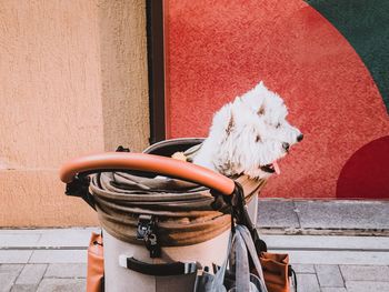 Close-up of hand holding dog against wall