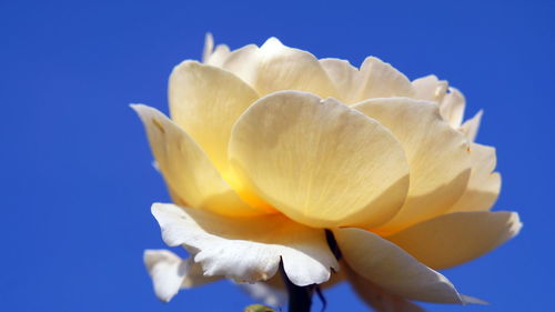 Close-up of white flower against blue sky