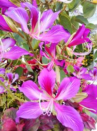 Close-up of purple flowers blooming outdoors