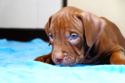 Close-up portrait of a dog