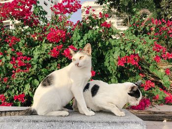 Cat lying down on white flower