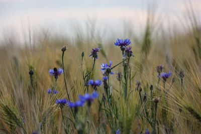 Close-up of purple flowering plants on field