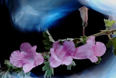 Close-up of pink rose flower against black background