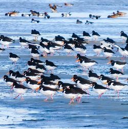 Seagulls on frozen lake during winter