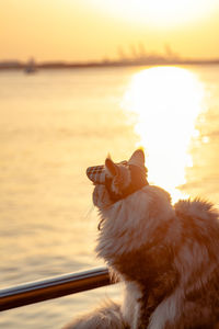 Close-up of dog at sunset