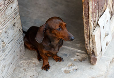 Dachshund in a door , havana