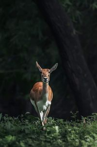 Deer standing on tree trunk in forest