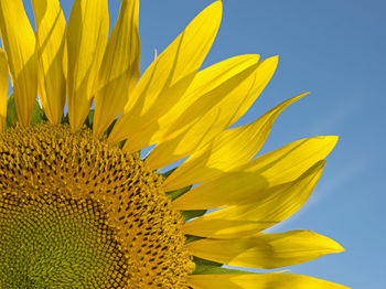 Extreme close-up of sunflower