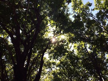 Low angle view of sunlight streaming through trees in forest