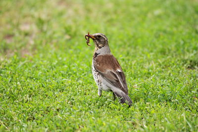 Side view of a bird on field