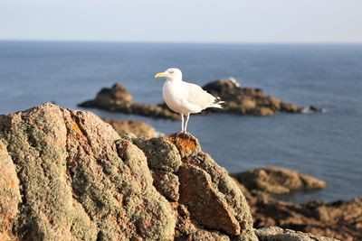 Seagull perching on rock by sea against sky