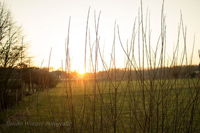 Silhouette grass on field against sky during sunset