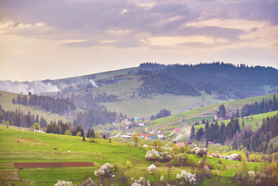 Spring landscape. blooming garden flower tree. mountain village hill. orchard blossom. rural sunrise