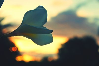 Close-up of leaf against sky at sunset