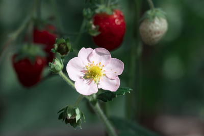 Close-up of white flowering plant