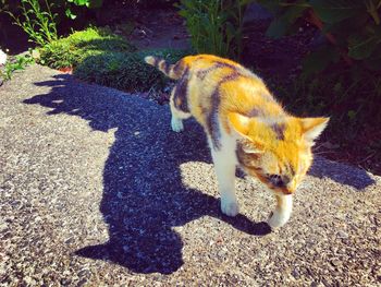 High angle view of cat sitting on shadow