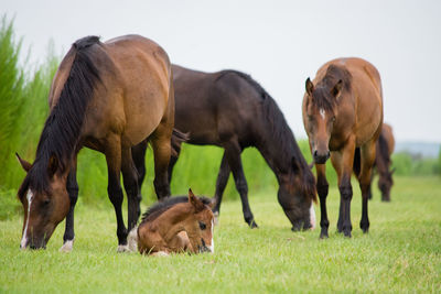 Horses grazing on field