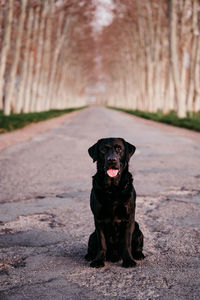 Portrait of dog sitting on footpath