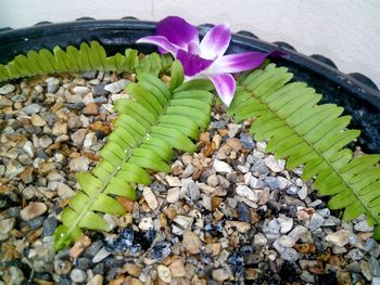 Close-up of purple flowers growing on pebbles