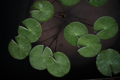 High angle view of green leaves