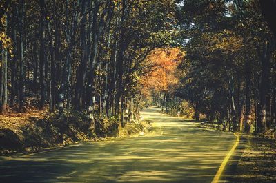 Road amidst trees in forest during autumn