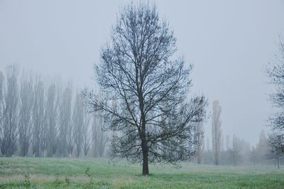 Bare trees on field against sky