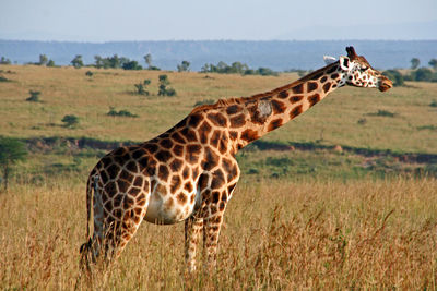 Rothschild giraffe in evening sun on a field