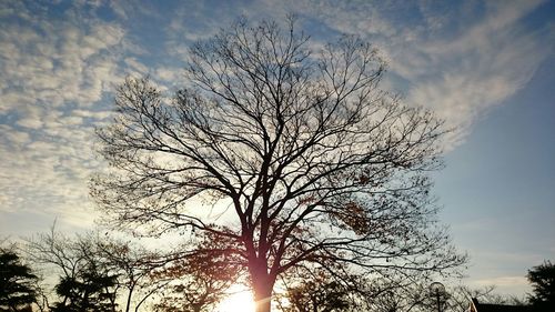 Silhouette of bare tree at sunset