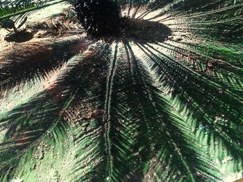 Low angle view of palm tree against sky