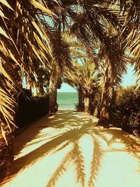 Palm trees on beach