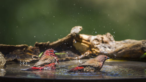 Close-up of duck swimming in water