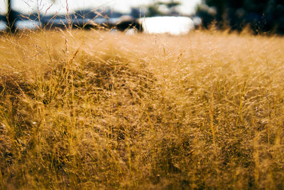 Close-up of stalks in field