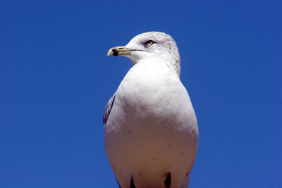 Close-up low angle view of a seagull with clear blue sky background