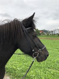 Close-up of a horse on field