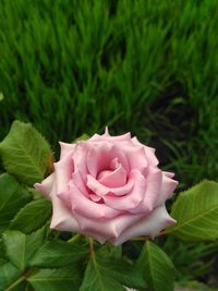 Close-up of pink rose