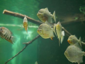 Fish swimming in sea