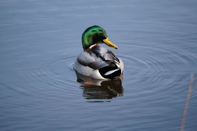 Duck swimming in lake