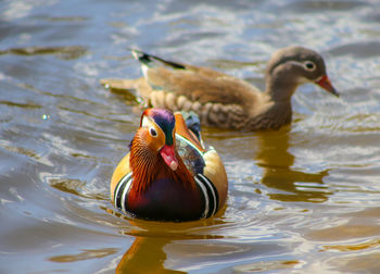 Duck swimming in lake