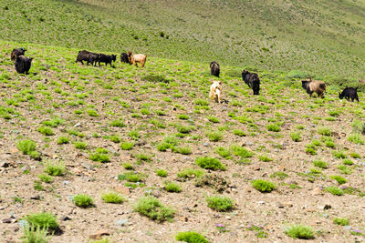 Sheep grazing in a field