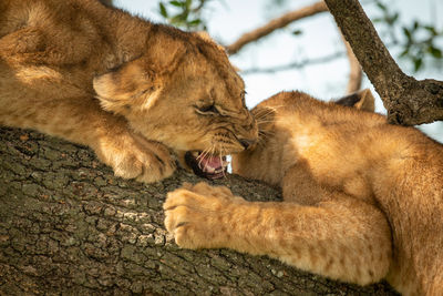 Lions cubs on branch of tree