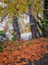 Trees in forest during autumn