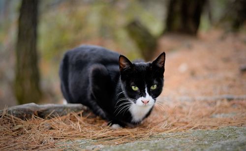 Portrait of black cat on land