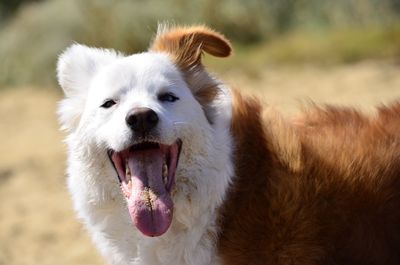 Portrait of border collie dog sticking out tongue